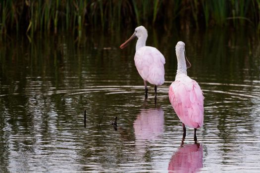 Roseate spoonhill in natural habitat on South Padre Island, TX.