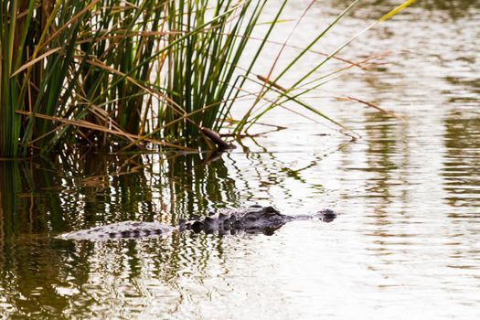 Alligator in natural habitat on South Padre Island, TX.