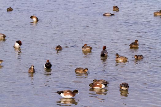Redhead ducks in natural habitat on South Padre Island, TX.