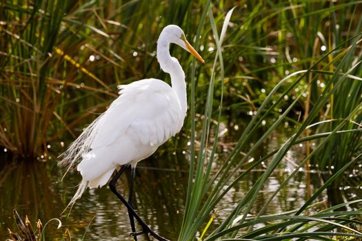 Snowy egret in natural habitat on South Padre Island, TX.