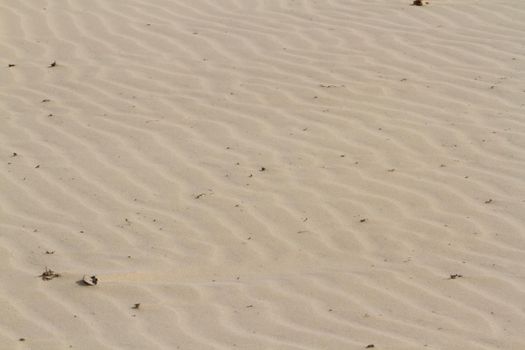 Patterns in the sand on South Padre Island, TX.