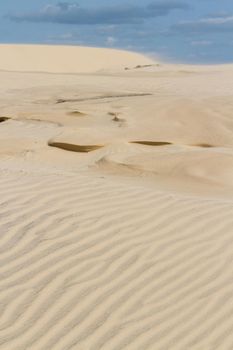 Coastal dunes of South Padre Island, TX.