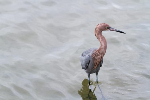 Raddish heron in native habitat on South Padre Island, TX.