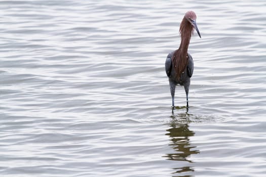 Raddish heron in native habitat on South Padre Island, TX.