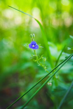 Beautiful flowers in the green grass. Flower close-up in the thicket. Summer meadow with flowering plants.