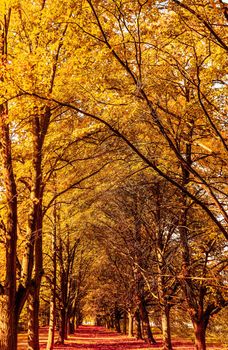 Seasonal travel, retro backdrop and rural environment concept - Beautiful autumn landscape background, vintage nature scene in fall season