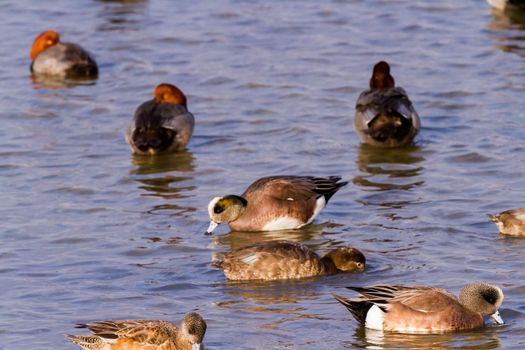 Redhead ducks in natural habitat on South Padre Island, TX.