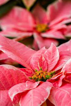 Bright poinsettias for the Christmas/holiday season.