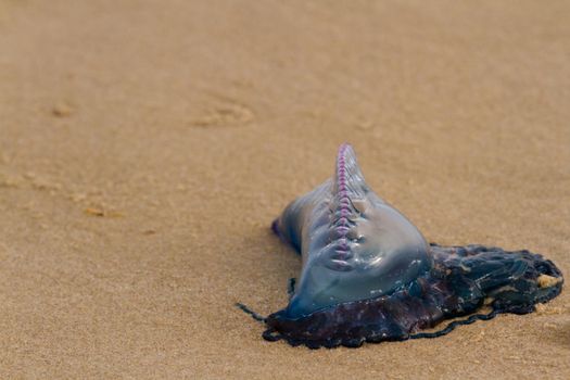 Portuguese Man O War Jellyfish on the beach of South padre, TX.