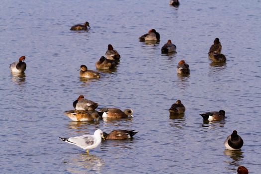 Redhead ducks in natural habitat on South Padre Island, TX.