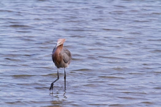 Reddish heron in natural habitat on South Padre Island, TX.