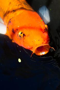 large koi in the koi pont of Alamo.