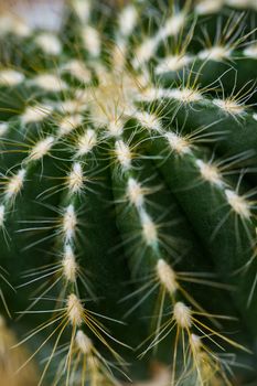 Close up of a small cactus. Most cacti live in habitats subject to at least some drought.