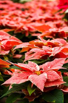 Bright poinsettias for the Christmas/holiday season.