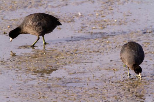 Common moorhen in natural habitat on South Padre Island, TX.