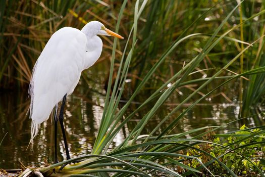 Snowy egret in natural habitat on South Padre Island, TX.
