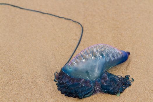 Portuguese Man O War Jellyfish on the beach of South padre, TX.