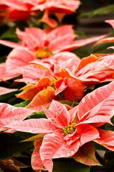 Bright poinsettias for the Christmas/holiday season.