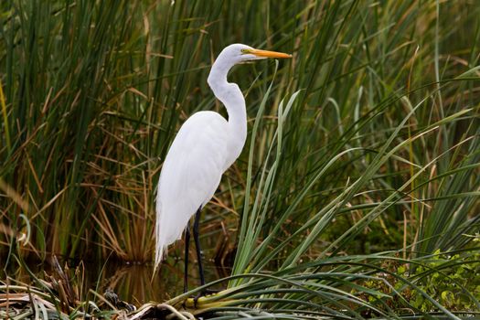 Snowy egret in natural habitat on South Padre Island, TX.