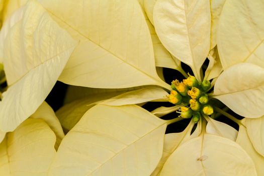 Bright poinsettias for the Christmas/holiday season.