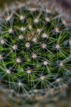 Close up of a small cactus. Most cacti live in habitats subject to at least some drought.