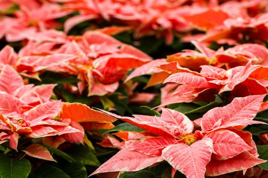 Bright poinsettias for the Christmas/holiday season.