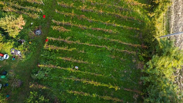Grape harvesting in Arda Valley, Piacenza, Italy