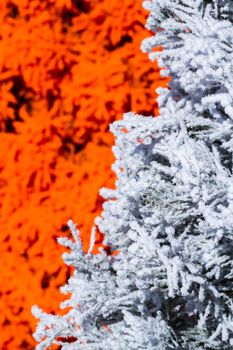Flocked Christmas Tree with multi colors.