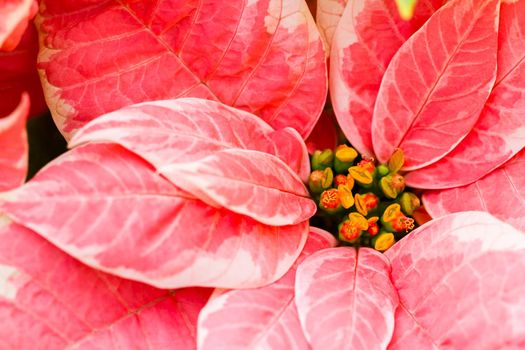 Bright poinsettias for the Christmas/holiday season.