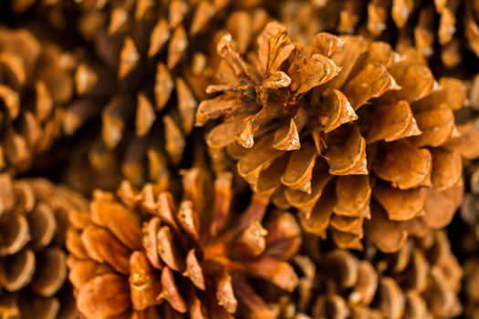 Pine cones on evergreen branches.