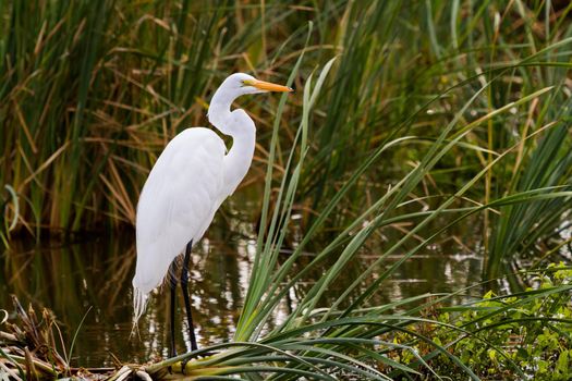 Snowy egret in natural habitat on South Padre Island, TX.