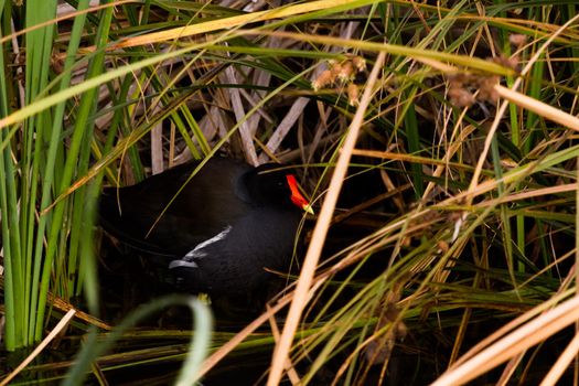 Common moorhen in natural habitat on South Padre Island, TX.