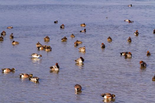 Redhead ducks in natural habitat on South Padre Island, TX.