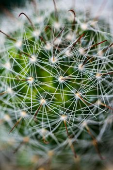 Close up of a small cactus. Most cacti live in habitats subject to at least some drought.