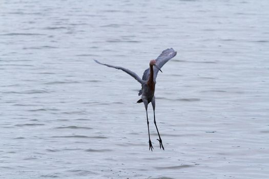 Raddish heron in native habitat on South Padre Island, TX.