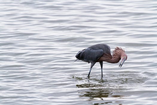 Raddish heron in native habitat on South Padre Island, TX.