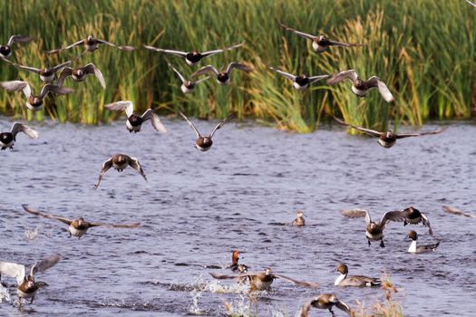 Redhead ducks in natural habitat on South Padre Island, TX.