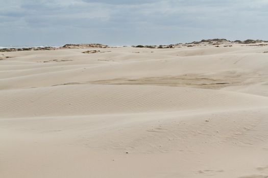 Coastal dunes of South Padre Island, TX.
