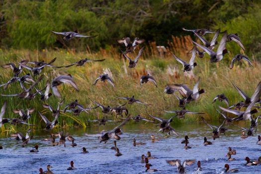 Redhead ducks in natural habitat on South Padre Island, TX.