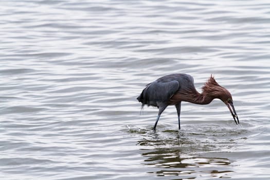 Raddish heron in native habitat on South Padre Island, TX.