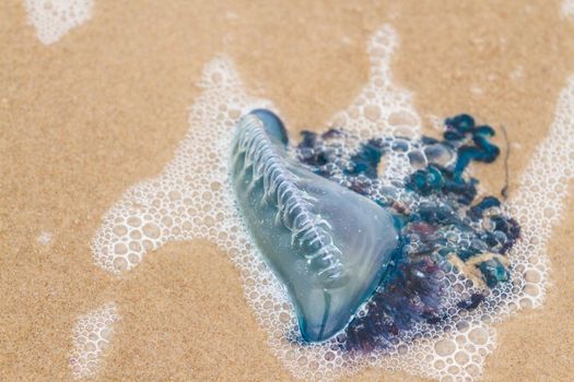 Portuguese Man O War Jellyfish on the beach of South padre, TX.