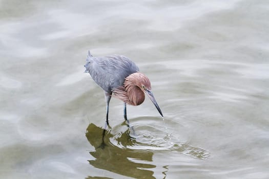 Raddish heron in native habitat on South Padre Island, TX.