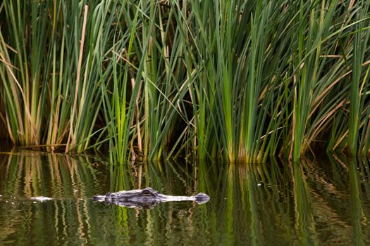 Alligator in natural habitat on South Padre Island, TX.