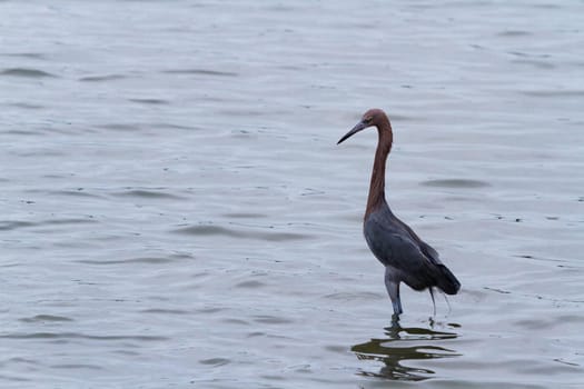 Raddish heron in native habitat on South Padre Island, TX.