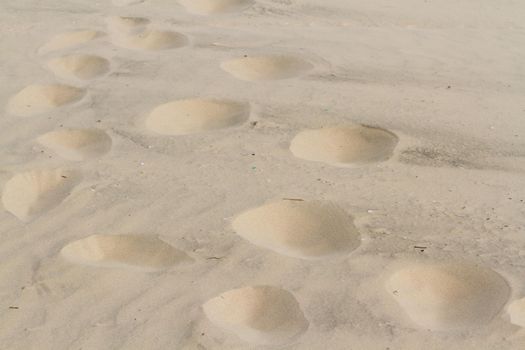 Footprints in sand of coastal dunes.