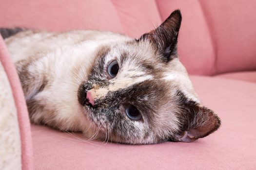 White cat lying on a pink sofa close up