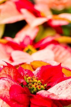 Bright poinsettias for the Christmas/holiday season.