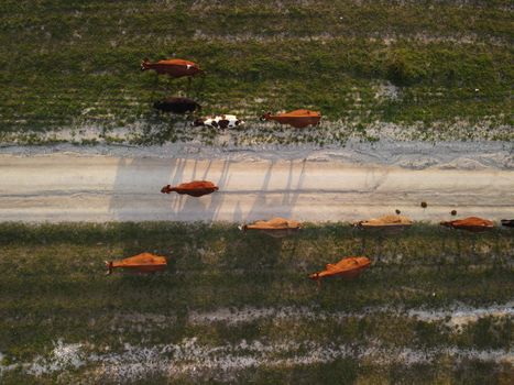 Flying over a small herd of cattle cows walking uniformly down farm road on the hill. Black, brown and spotted cows. Top down aerial view of the countryside on a sping sunset. Idyllic rural landscape