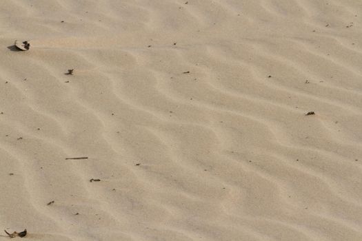Patterns in the sand on South Padre Island, TX.