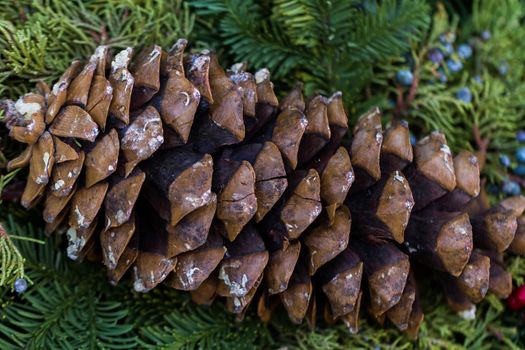 Pine cones on evergreen branches.